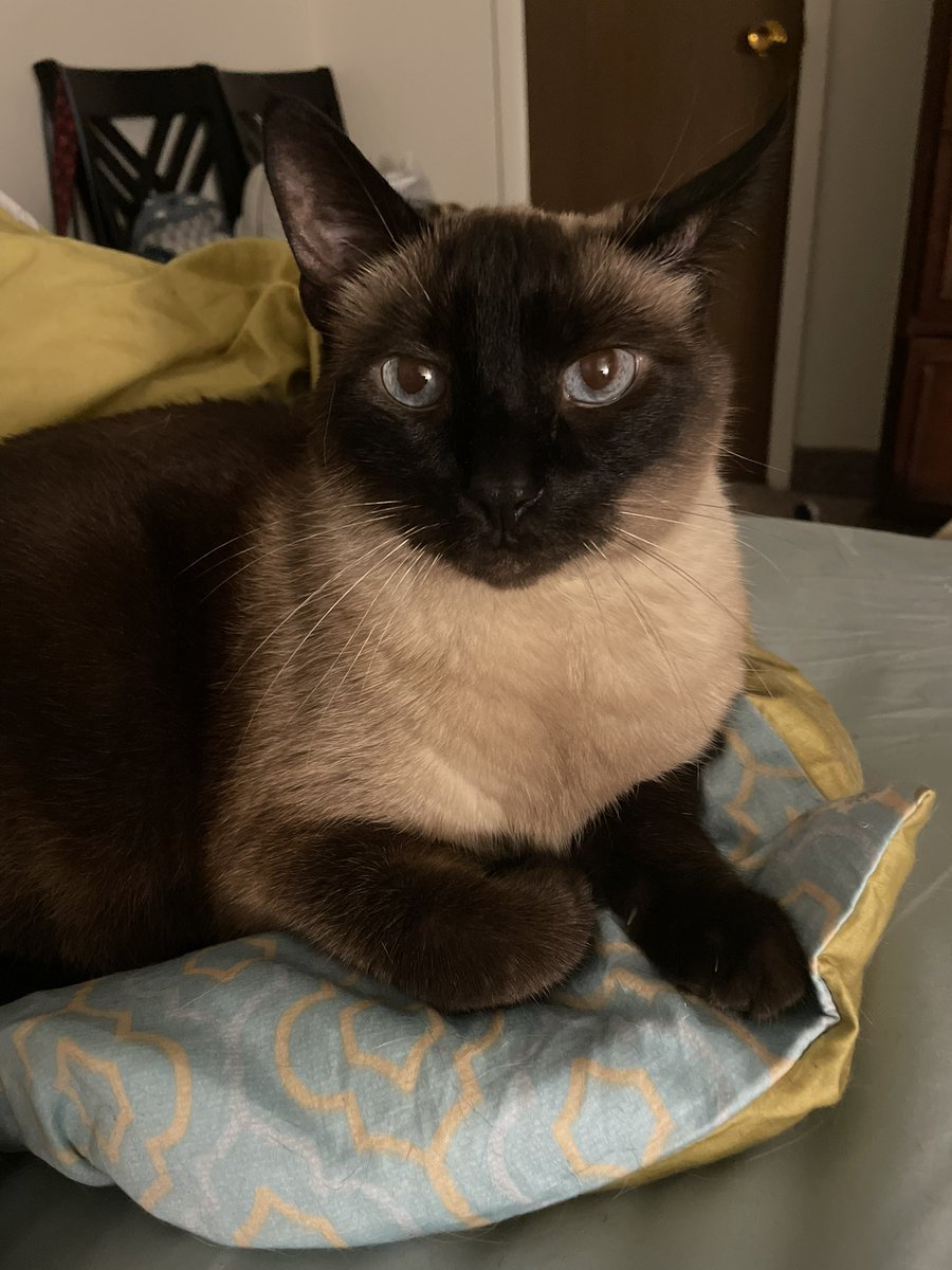 SporklessHiker's tweet photo. Looking regal #siamese #cat #CatsofTwittter #catsofinstagram https://t.co/Vtf4pxZAT5