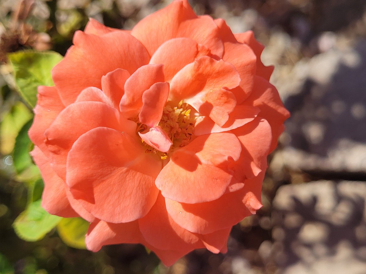 bakedbluntbroad's tweet photo. #roses in #mygarden #today #NowGrowing https://t.co/trtbwWj2w5