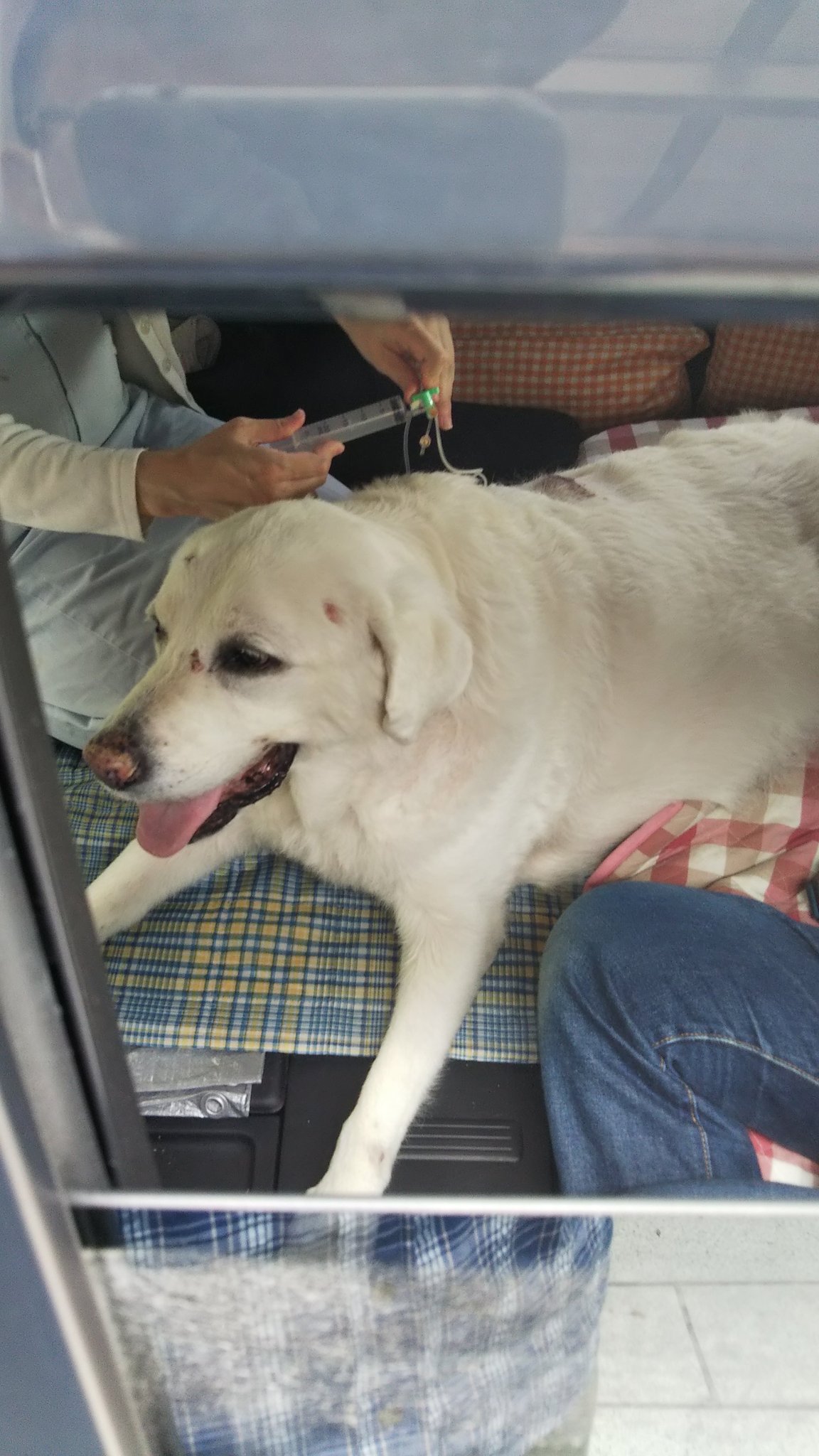 14歳老犬 Twitter Search Twitter