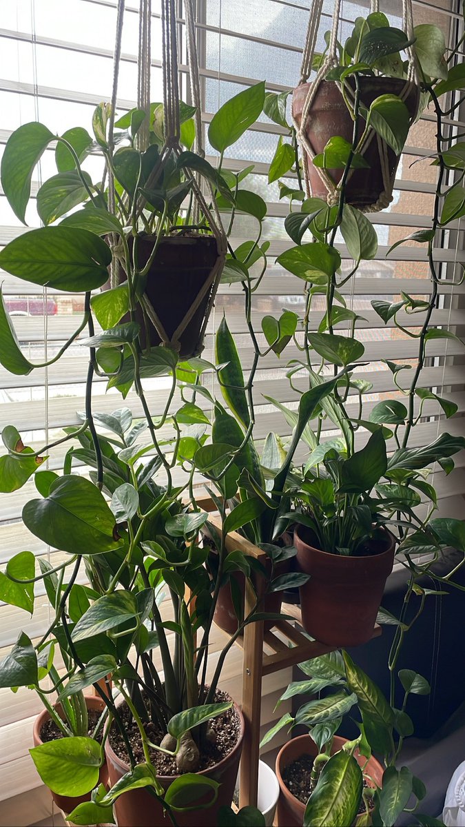 alienmarr's tweet photo. How it started vs. How it’s going 🥲🌿🍃🧘🏻‍♀️ https://t.co/DiXvkZhIE3