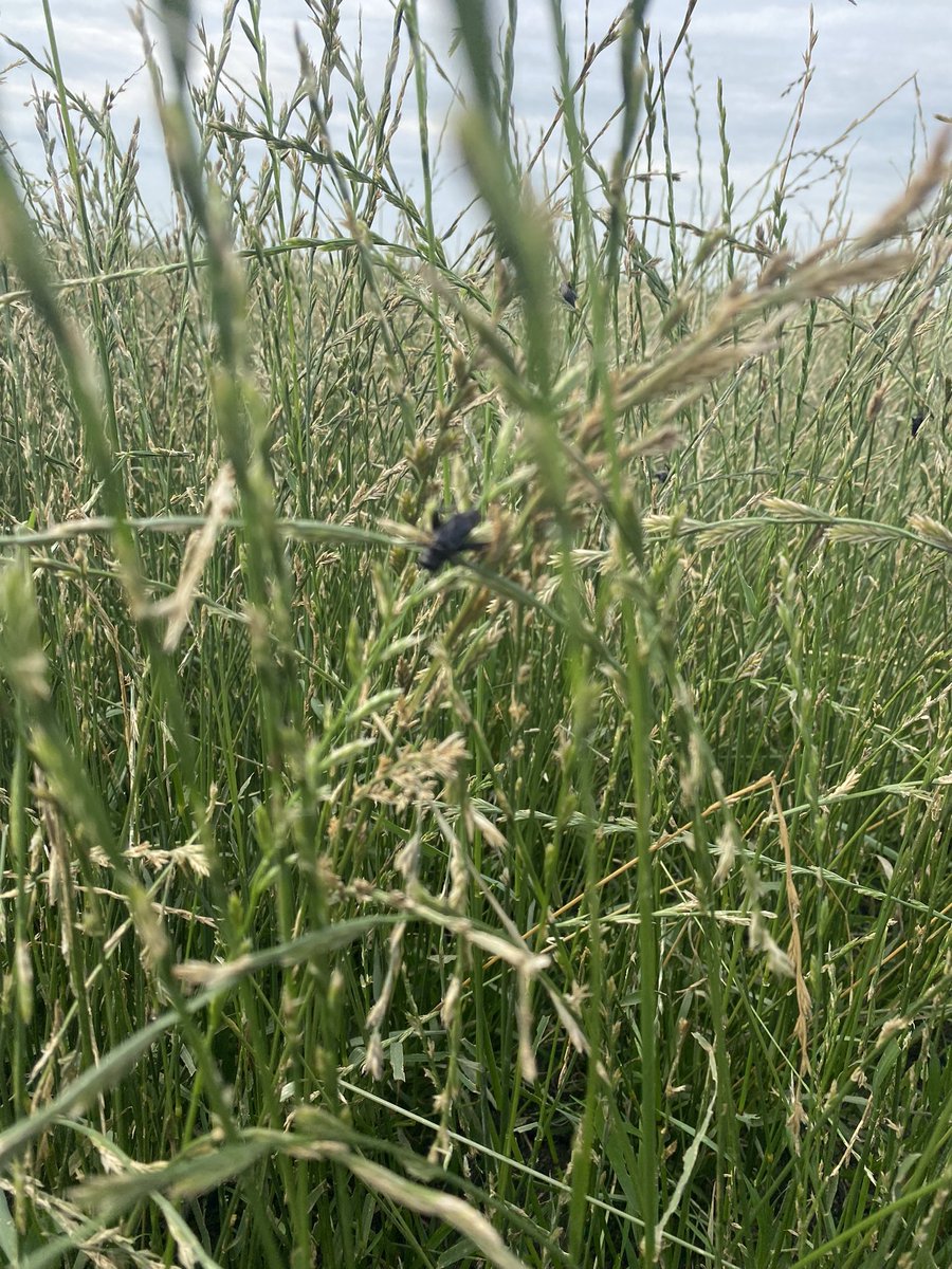 BY_AllanWilson's tweet photo. @CameronHild Saw the exact same thing in annual ryegrass today. https://t.co/AkyR4dprYz