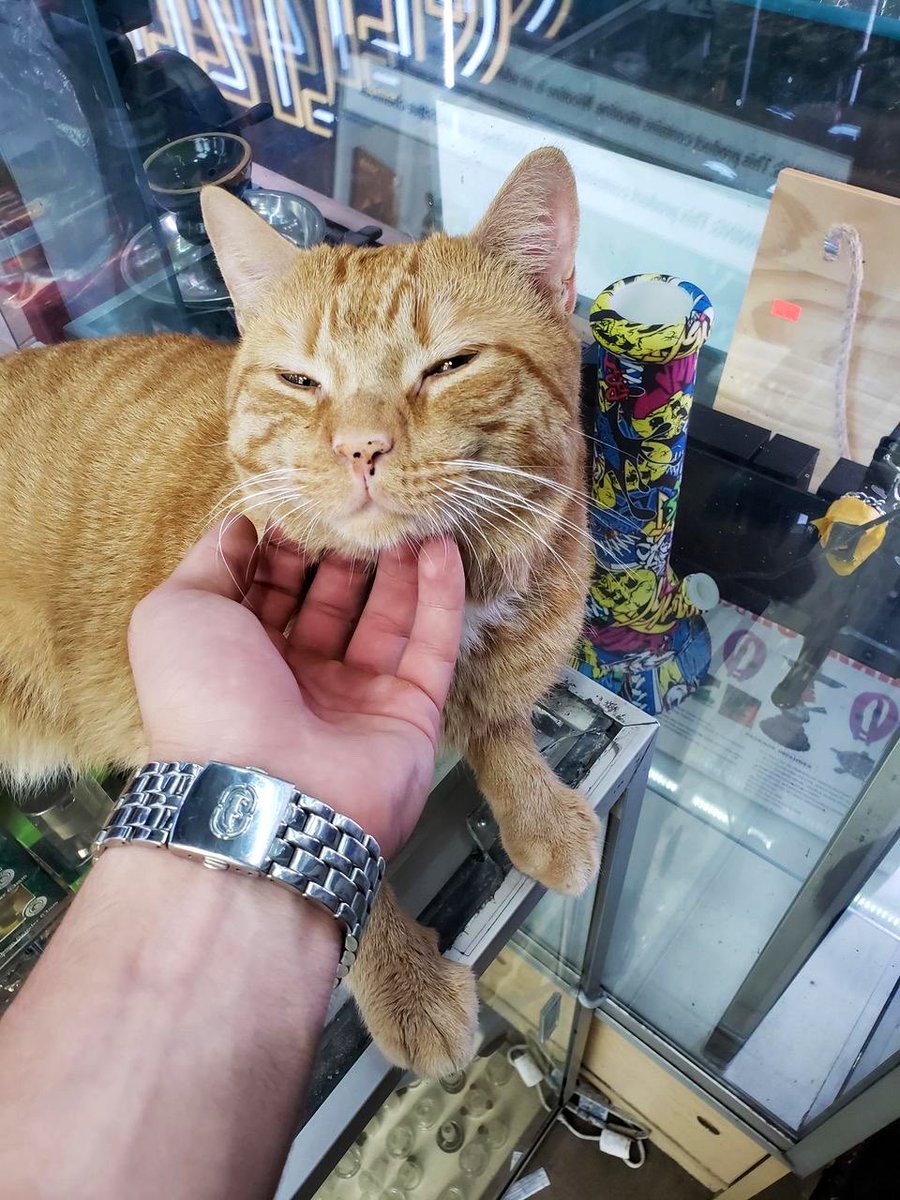 Bodegacats_'s tweet photo. https://t.co/AXVVreQQ81