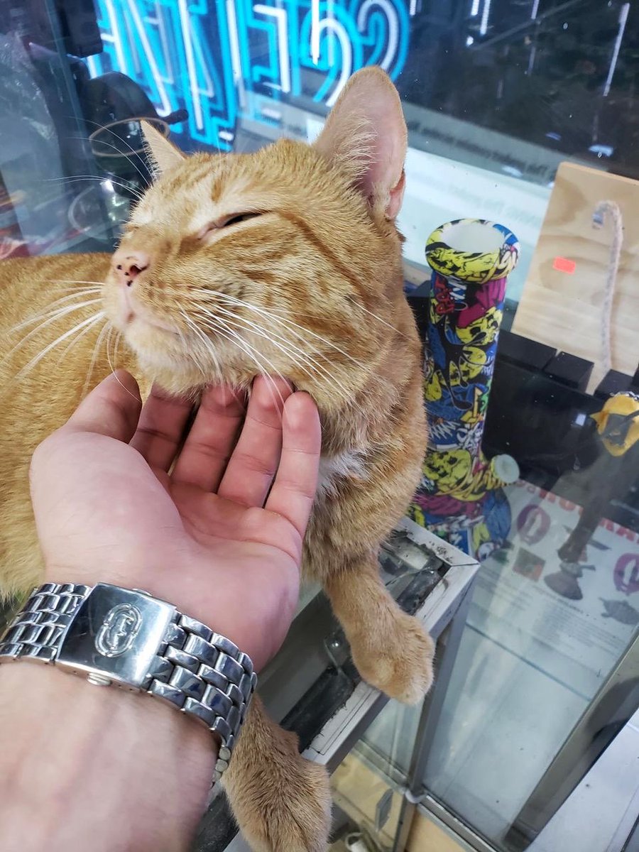 Bodegacats_'s tweet photo. https://t.co/AXVVreQQ81