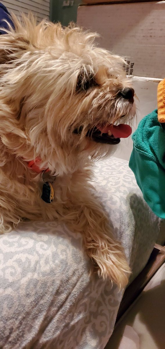 #Tongueouttuesday, #TOT, #dogsoftwitter,#DogsofTwittter