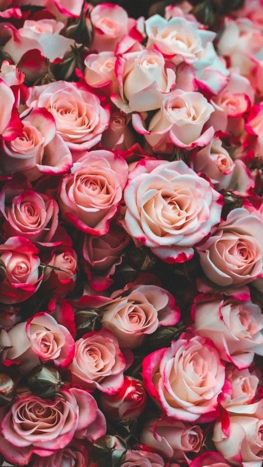 ChecoGray's tweet image. Beautiful😊😊☺️
#Flowers