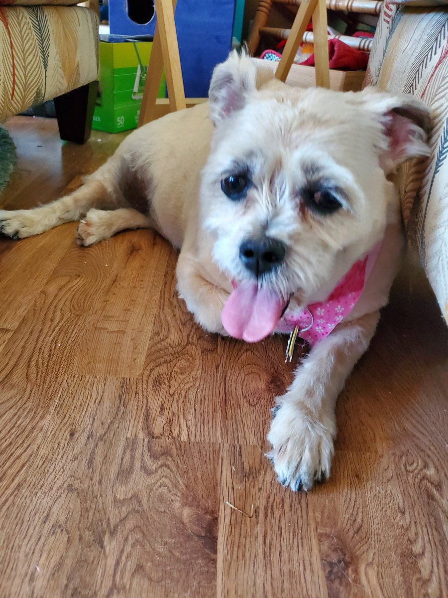 #TOT, #dogsoftwitter, #DogsofTwittter, #tongueouttuesday