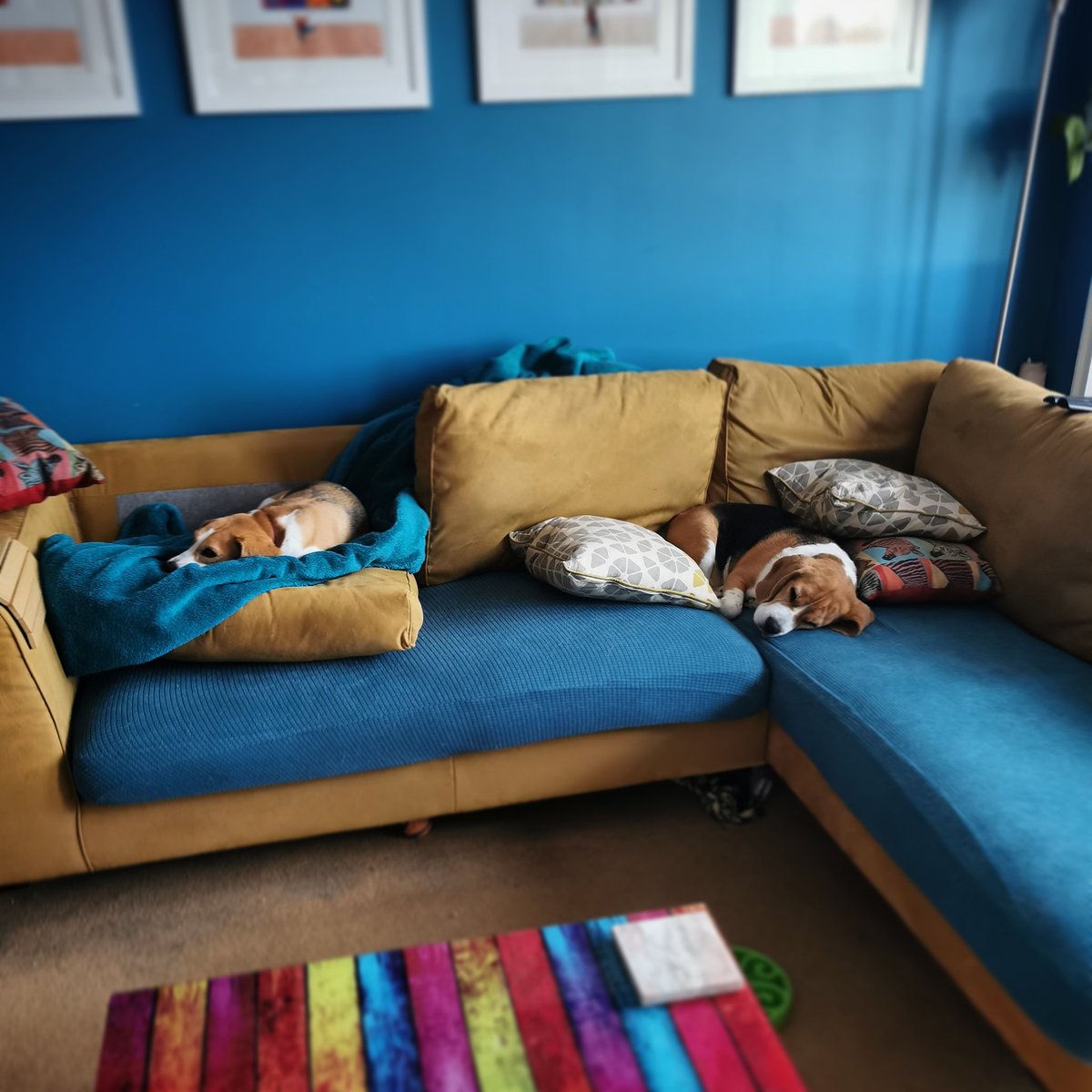 tiggtag's tweet photo. The kids have built their forts, so no room on the sofa for us!
#beagles #sofafort #snuggles #comfy #tuesdayvibes https://t.co/vbS1OkWpu8
