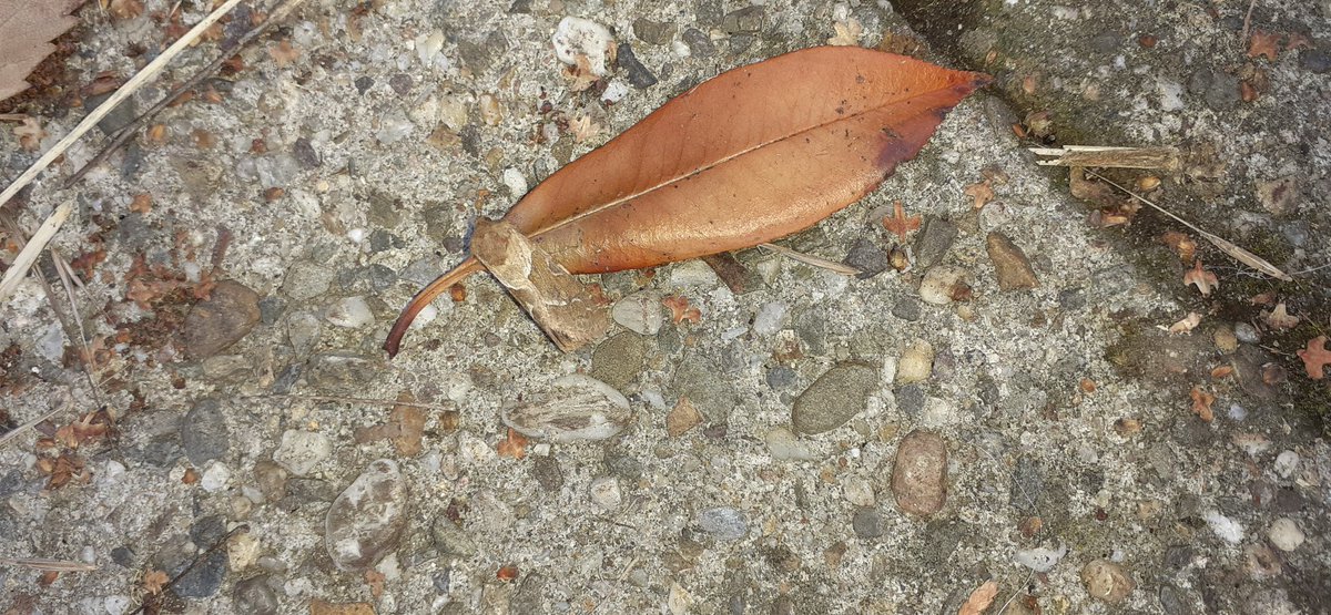 Zoekplaatje: waar zit de oranje wortelboorder (#nachtvlinder)? #biodiversiteit in mijn tuin, soort 160 #vijvergenot