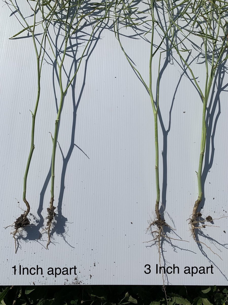 Part of the equation with canola is population, if only we could dial in spacing better. Same hybrid, same row. DKLL 83SC btw. ⁦<a href="/Bayer4CropsCA/">Crop Science Canada</a>⁩