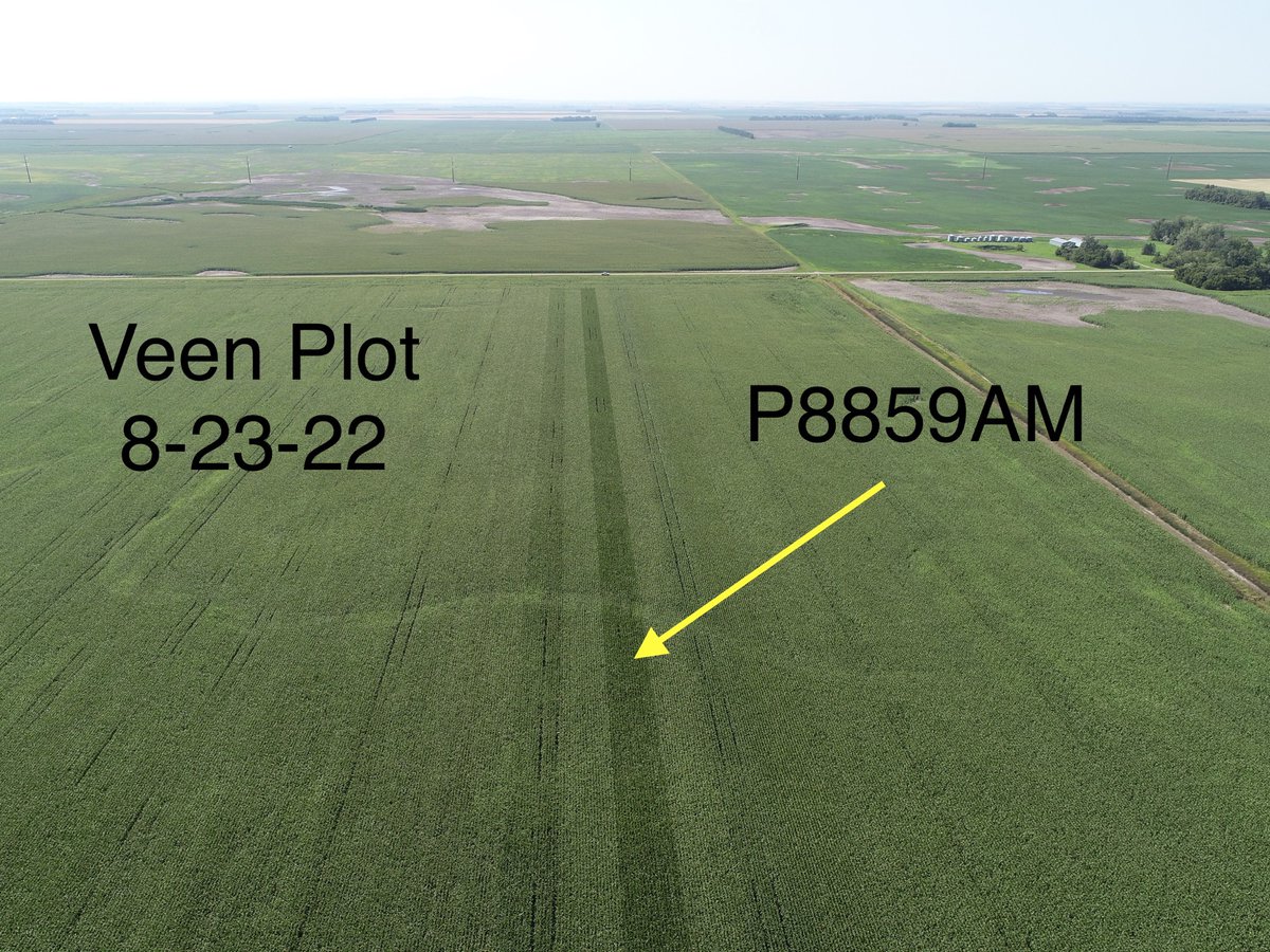 JesseMoch's tweet photo. Amazed at the plant health of P8859AM. It pops on every plot I fly!! https://t.co/woEuB4xjum