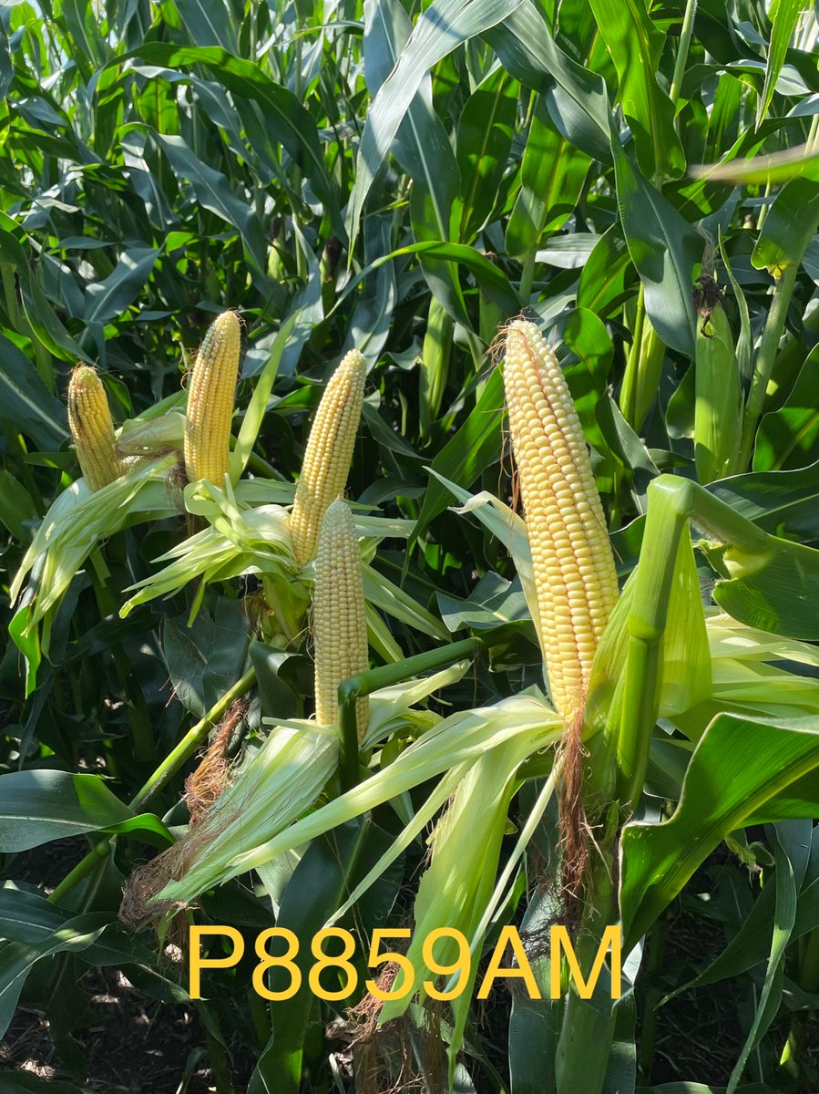 JesseMoch's tweet photo. Amazed at the plant health of P8859AM. It pops on every plot I fly!! https://t.co/woEuB4xjum