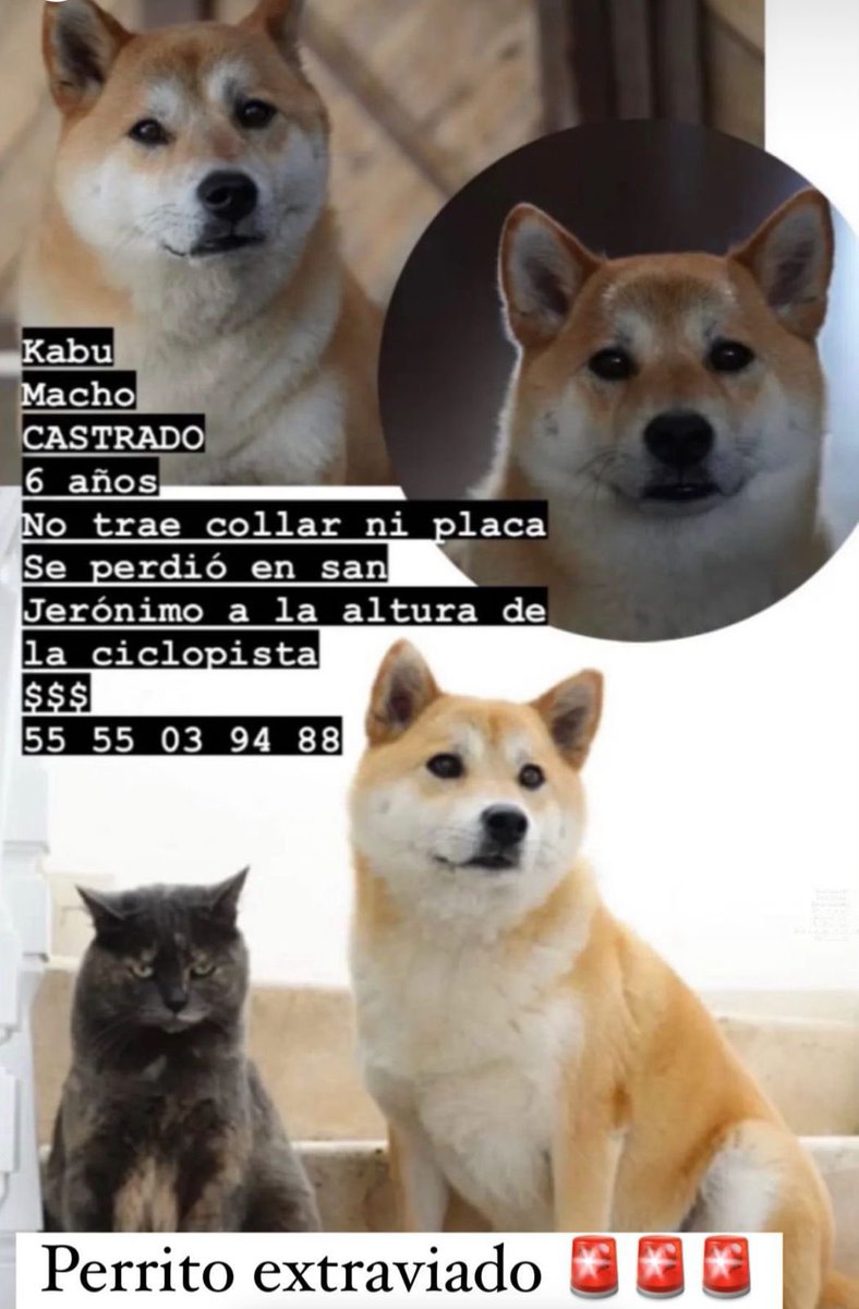 Mascotas Coyoacán 🐾 tweet media