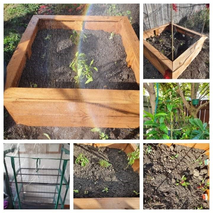 People on community work sentences in the Nelson-Marlborough region have been building maara kai for whānau in need.
“Empowering people to grow their own kai gives them skills to help counter food insecurity for their whānau and community,” says Blenheim Service Manager Sharon.