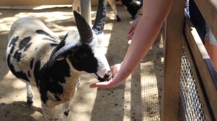 Enjoy_OC's tweet photo. Get up close and personal with the animals!
.
Check out these Petting Zoos in OC 👇🏽
https://t.co/B1CJycKojV
.
#animals #thingstodo #exploreoc #enjoyoc https://t.co/VYBYOx8CRL