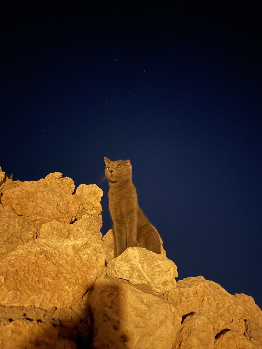 katxki's tweet photo. one of the best pictures i've ever taken.
#CatsOfTwitter https://t.co/sTQrRZ5R8O