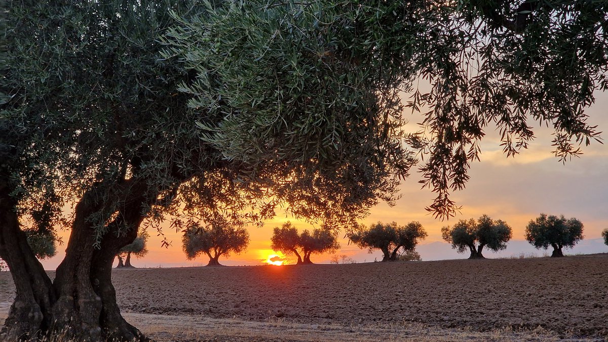 Atardecer Magico

#FelizMartes #RutasIllescas 
#paseosconencanto #Illescas 
#Campos #Caminos #respirar 
 #verano #fotografia 
#senderismo #Caminar 
#fotografiamovil #samsung 
#Paisaje #fotografiapaisaje 
#Naturaleza #Relax 
#desconexion #Toledo 
#Estoes_CastillaLaMancha