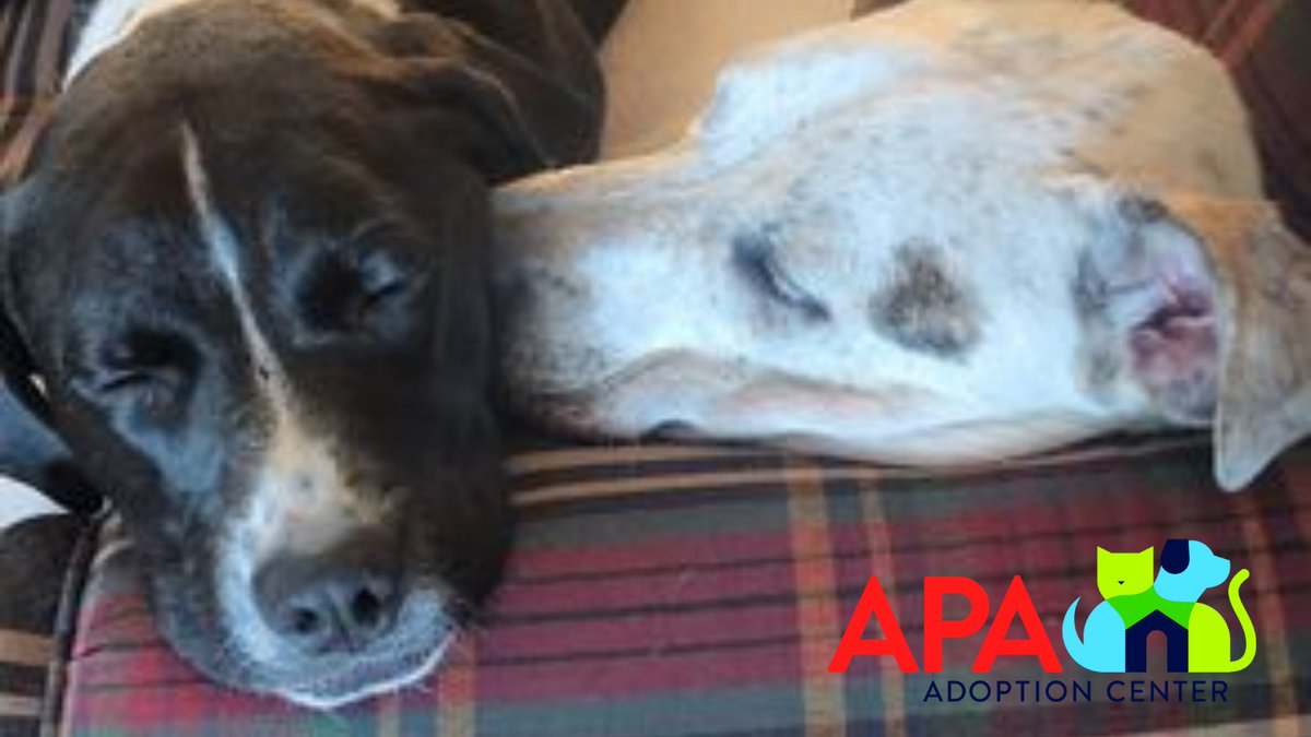 APAofMO's tweet photo. Ready for your heart to burst into a million pieces?

Look at Cincinnati and Brutus cuddling in their foster home! They are both available for adoption at https://t.co/e58kBYtTZI. https://t.co/q4qWzJaTsv