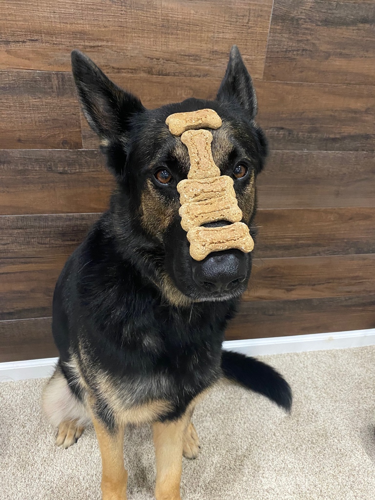 DreamPetCo's tweet photo. Our guy has it figured out. It's give a dog a bone week, I'm not saying you have to get your bones from us but you would be making the right choice if you did.

Just my thoughts.... https://t.co/CJQhYyOiK6