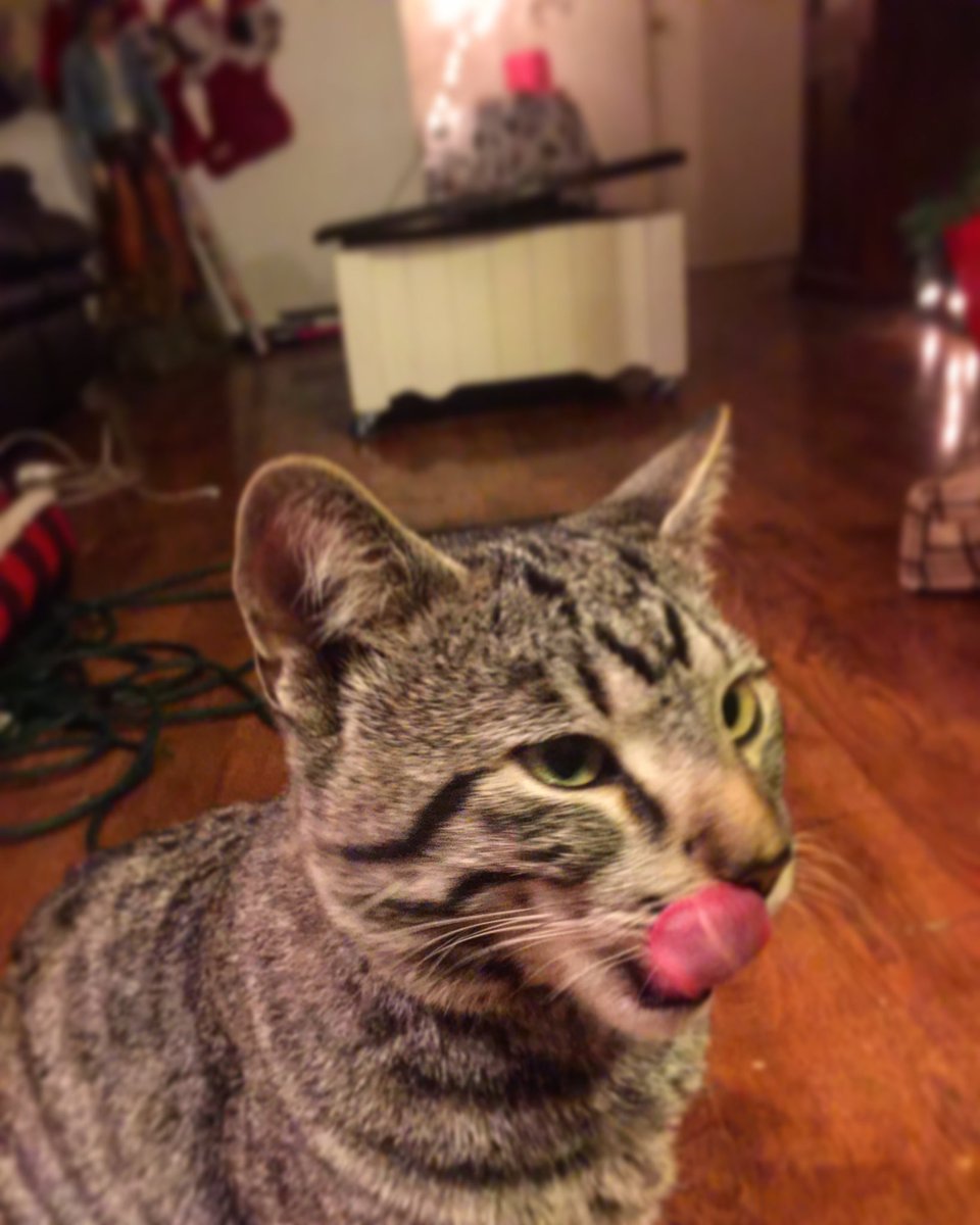 mudbonethetabby's tweet photo. https://t.co/9wwpJYAyaV