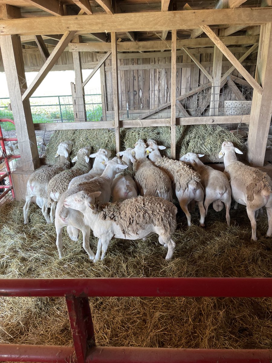 rmhuelsmann's tweet photo. Look at these studs. Breeding season is about to begin. https://t.co/iBui0K4PzZ