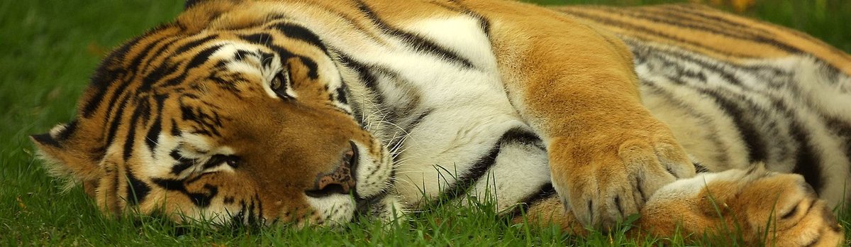 hourlyTiger (@hourlytiger) on Twitter photo 