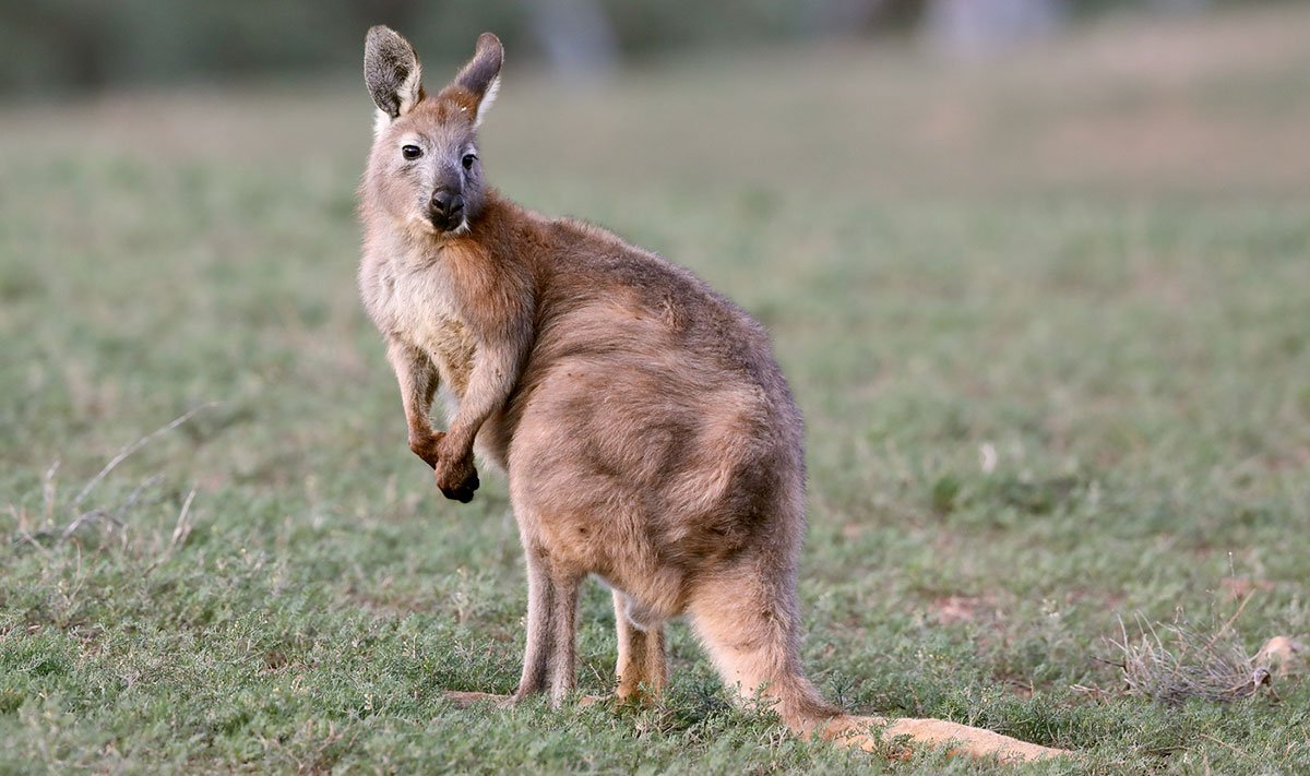 Happybackslider's tweet photo. @RebeccaVassarot Bullets have a devastating impact on Canberra's native wildlife too! Your cruel kangaroo slaughter is leading to localised extinction of our #wallaroo. Don't believe me? Try to find one in the reserves that have been "culled". Publish the results #SaveCanberrasKangaroos https://t.co/QSR458IaC7