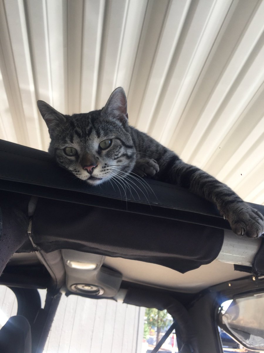 mudbonethetabby's tweet photo. https://t.co/ij3fb1h2nF