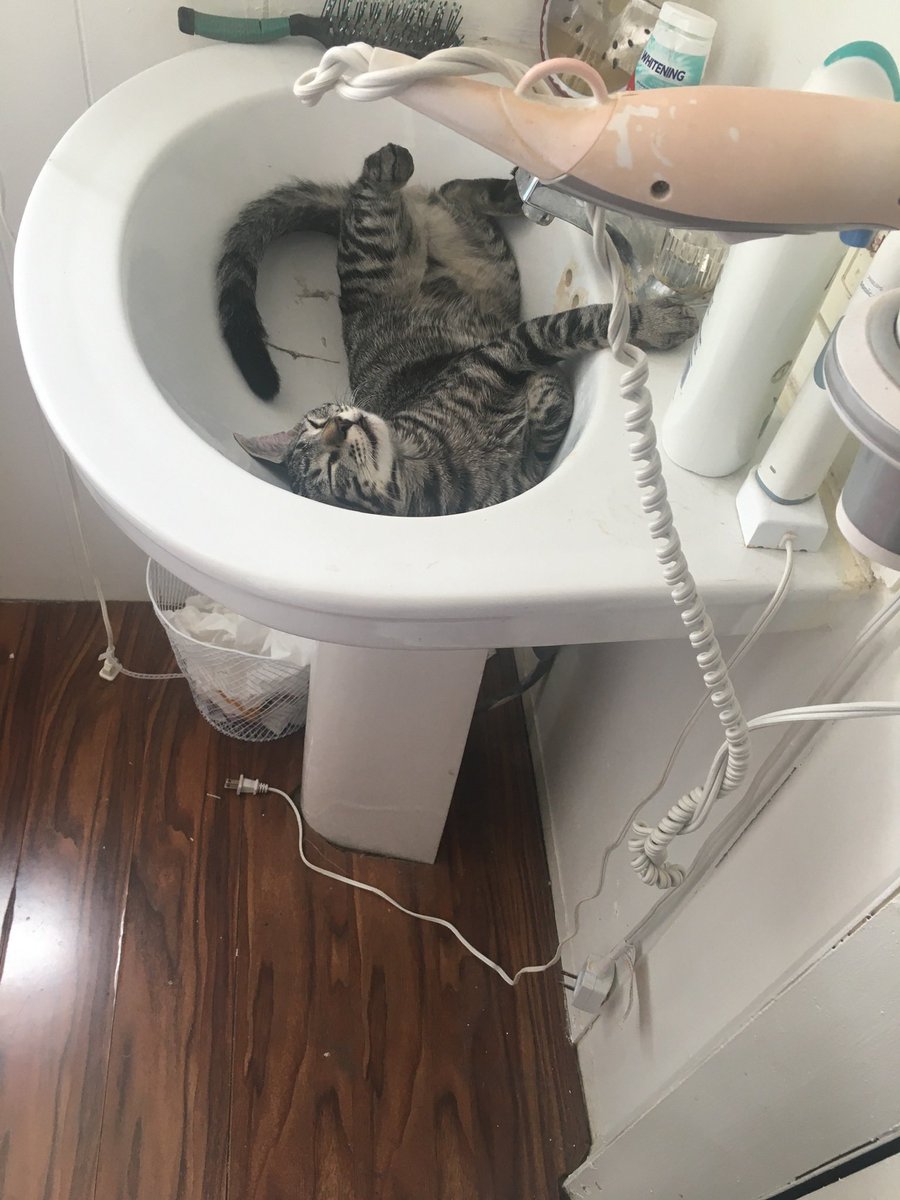 mudbonethetabby's tweet photo. https://t.co/dPTJ8VhWYN