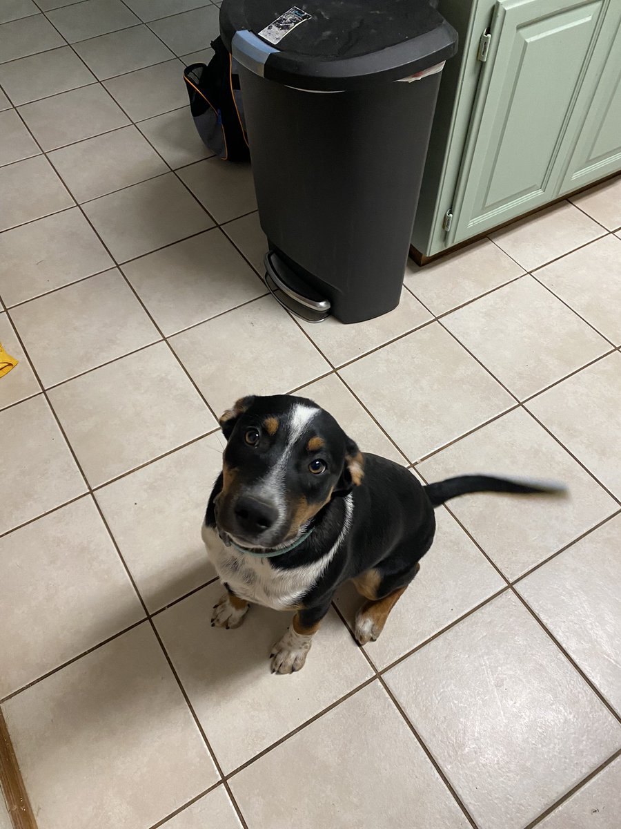 Talisha Haltiwanger Morrison, PhD tweet media