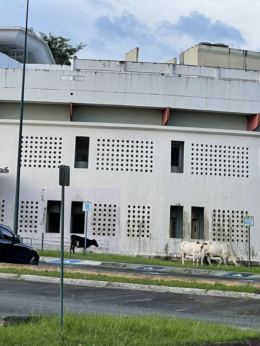 Ladies, gents and non binary hoes, i present las vacas de adem: