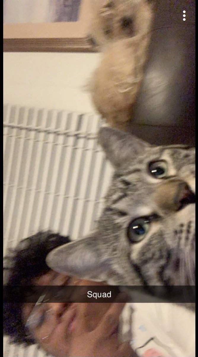 mudbonethetabby's tweet photo. When your bro decides to take a selfie with the family cat 🤣 #thekitkat #selfiemoment #mycatforlife #graytabby https://t.co/Jb29z589Dw