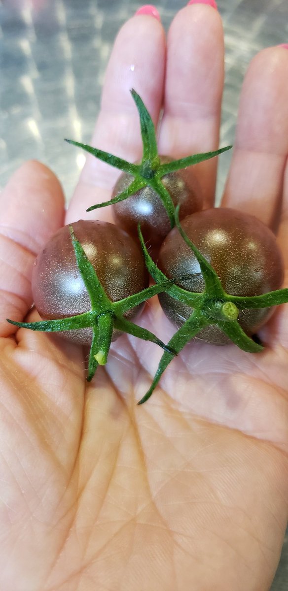 blendachan__'s tweet photo. Have you ever heard of chocolate sprinkles cherry tomatoes?
#vitaminC #eatwholefoods #freshfromthegarden #antioxidants #lycopene #healthyfood #delicious #holisticnutritionist #nutritionist #csnn #certifiednutritionmanager #csnm #eathealthy #tomatoes #tomato https://t.co/BxjbpQWRhK