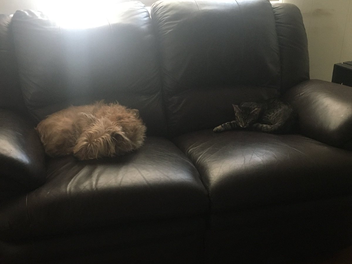 mudbonethetabby's tweet photo. Selfies with animals and ofc with the KitKat #animalsforlife #mycat #animallover 🥰 https://t.co/rkJMq2UdzD