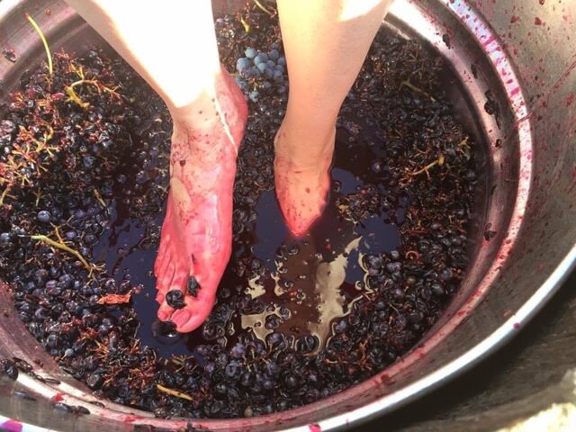 GrapeJamboree's tweet photo. Hey @JoshCribbs16 &amp; @MrsMariaCribbs are you ready to #GrapeStomp this year? The @GrapeJamboree is right around the corner... Yes Josh we have wine tasting for ya too... @cleveland19news #GotGrapes #Channel19 https://t.co/9PKrbtRu7a