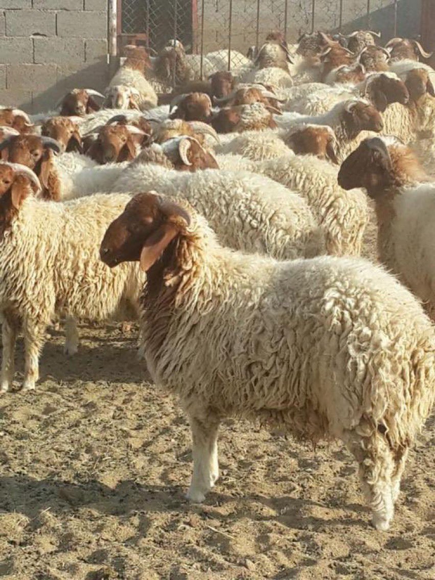 SoonSaudi's tweet photo. لأول مرة في #السعودية تدريب 575 فتاة على تربية المواشي "صحيفة اليوم" https://t.co/vmGGdydRxN
