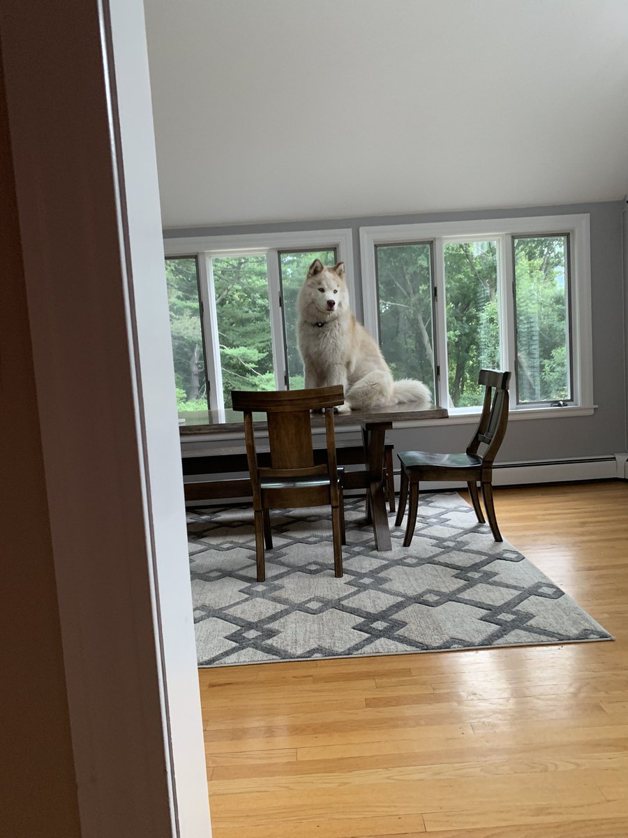 anthony_lollo's tweet photo. A dog and a thunderstorm told in 2 pictures https://t.co/VITikGxbj7