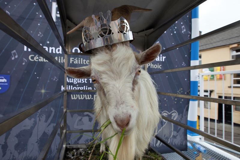 aoifedowd's tweet photo. No crown for the Rose. Must have melted onto King Puck’s head in the heat! #RoseofTralee https://t.co/wPGHbf4Acf