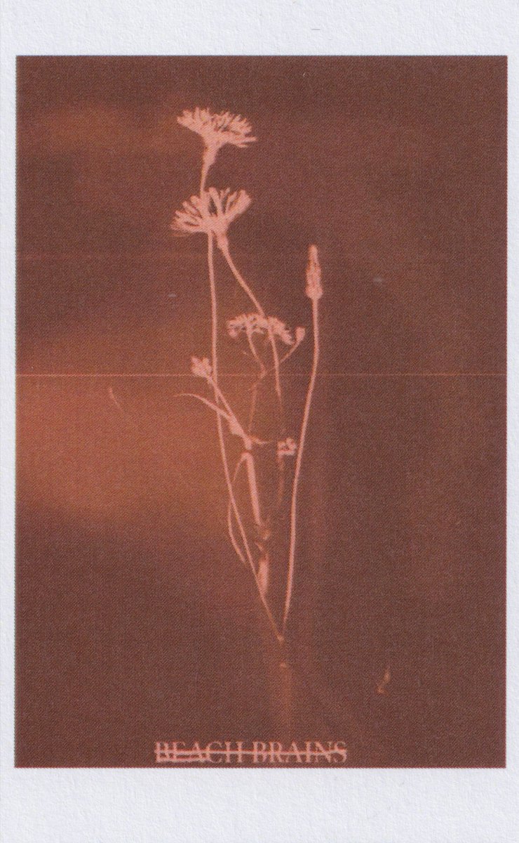 Beach Brains tweet media