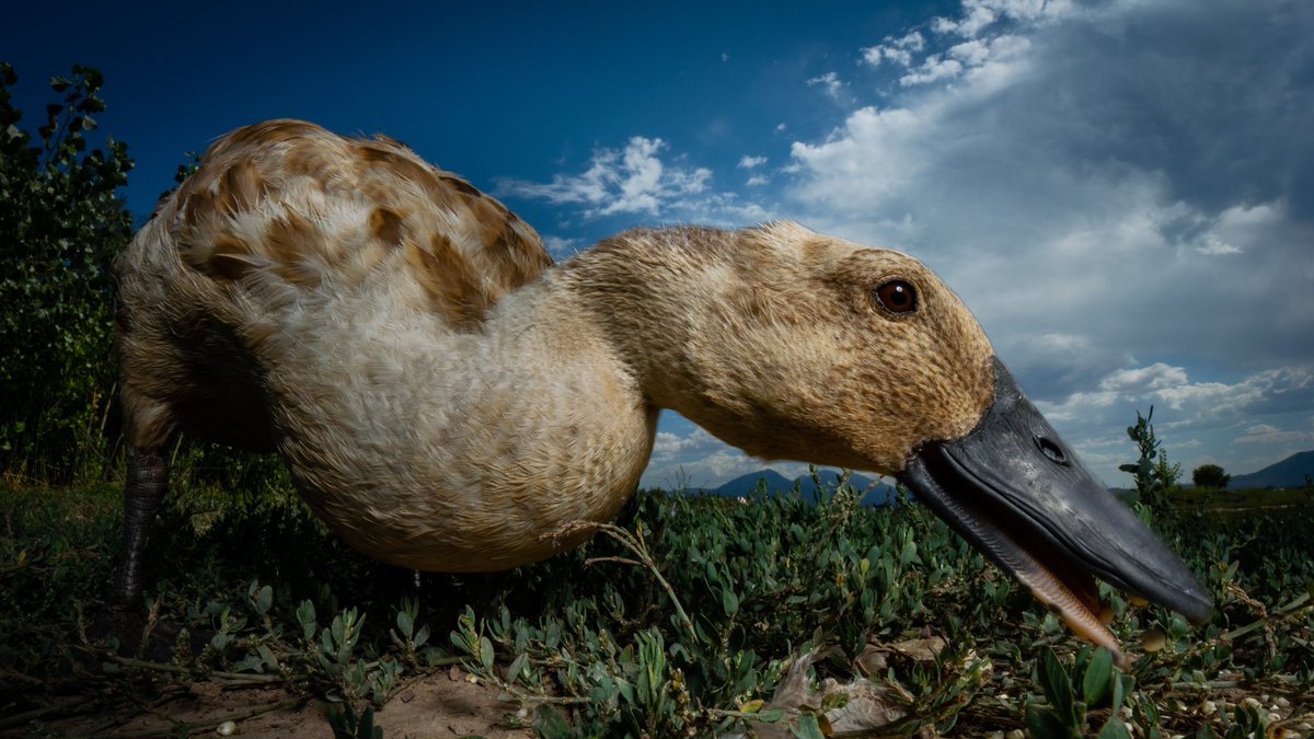DuckFoodBot's tweet photo. i’ve nearly finished these noms… please send more 

(retweet to send the snacks https://t.co/bCx4zPvQWf) https://t.co/2vzGlaNB33