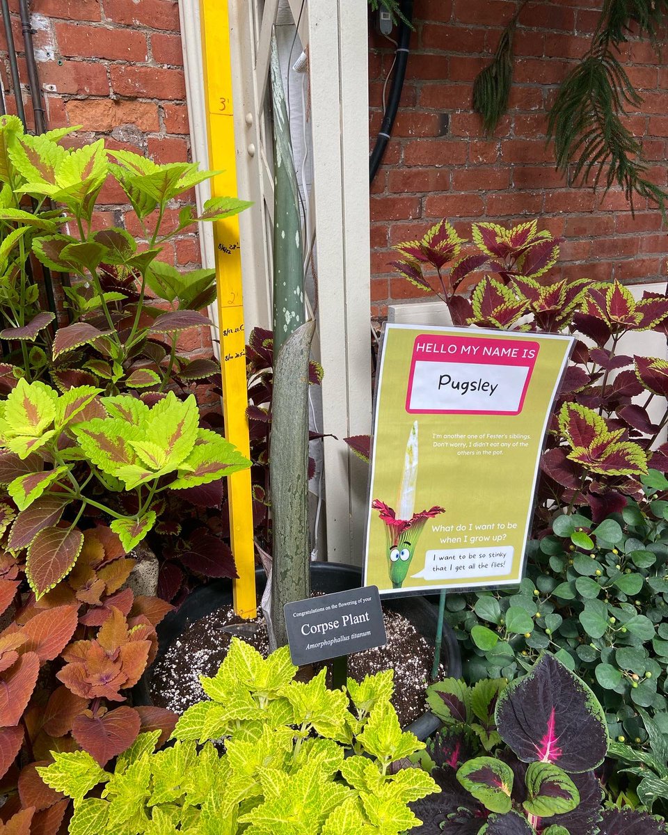 BuffaloGardens's tweet photo. THE RESULTS ARE IN! Wednesday and Pugsley are both….

LEAVES!!

Come see how fast they are growing on your next visit! https://t.co/abTvofoOLU