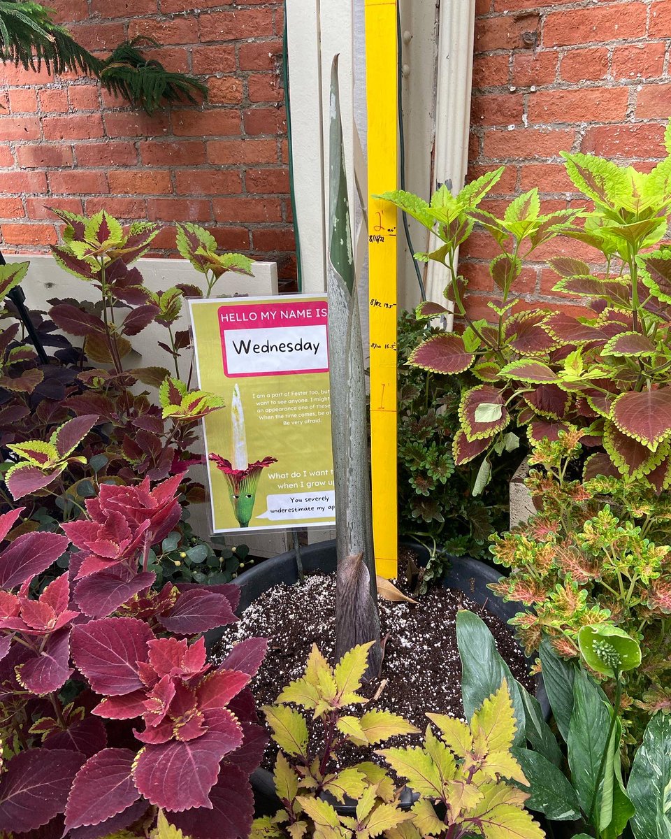 BuffaloGardens's tweet photo. THE RESULTS ARE IN! Wednesday and Pugsley are both….

LEAVES!!

Come see how fast they are growing on your next visit! https://t.co/abTvofoOLU