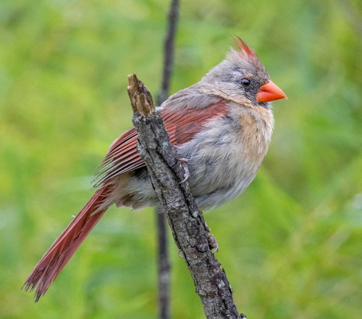 The female Northern Cardinal that is a fan of suet nuggets.