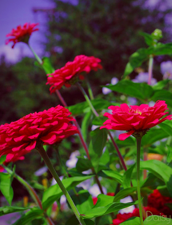Just a few flowers 🍃