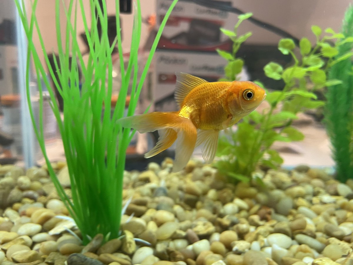 PointCrow's tweet photo. say hi to tortellini 🥺 https://t.co/JTuI6LIpNq