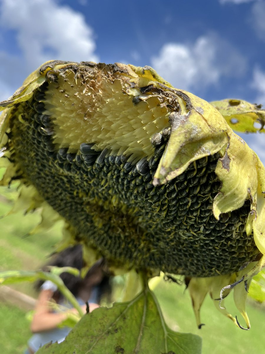 TomanekkaI's tweet photo. Before disposing of our sunflowers that have reached the end of their lifecycle… we harvested SUNFLOWER SEEDS! @OakleyTigers @MsMWill3 @thomasneverstop #oakleyinnovates #STEAMculture #ilovemyjob https://t.co/ZnUuEYX4QA