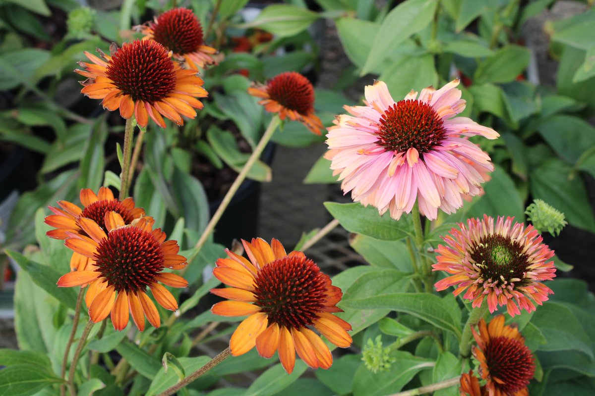 Beautiful Cone Flowers available in multiple colors. Find the perfect match for your backyard landscape! 

#coneflowers #coneflower #echinacea #perennials #perennialflowers #flowers #summer #mccuesfloweroutlet #mccues #gardencenter #smallbusiness #billerica #billericama
