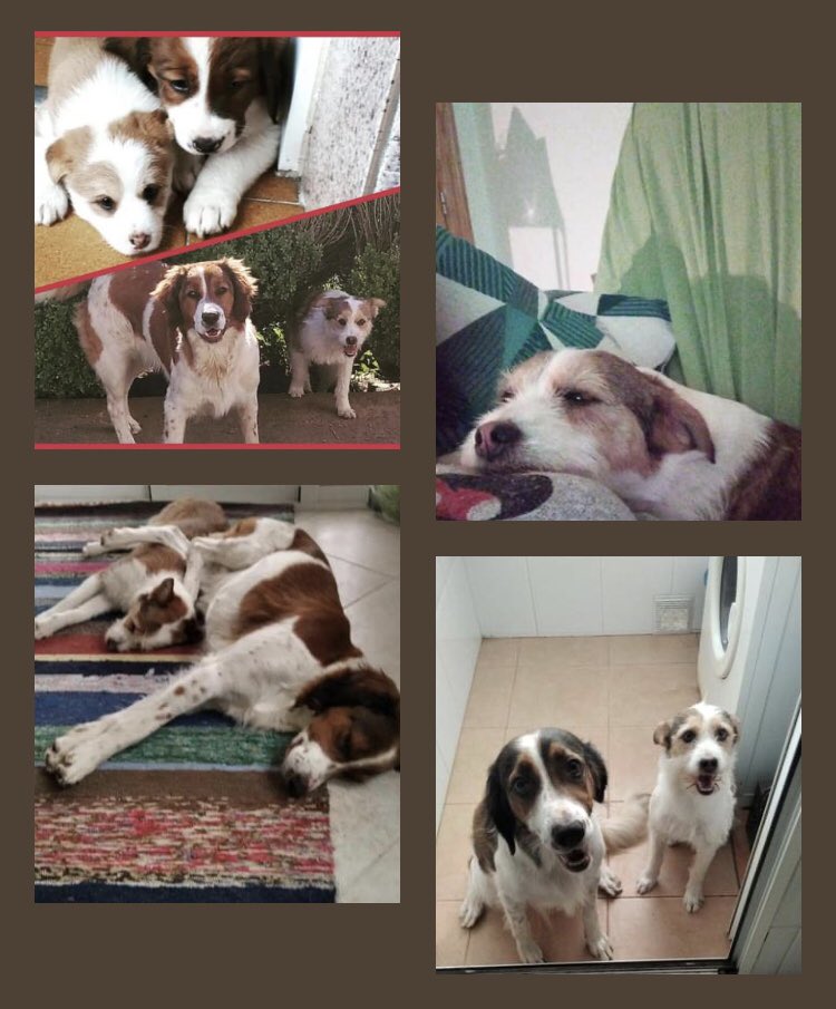 gatoslunallena's tweet photo. Esta vez no son gatitos! Son dos perritas preciosas y muy cariñosas que buscan un Hogar ❤️
Ellas son Laica y Branca. Por circunstancias de la Vida buscan una nueva Familia.

Están en Torrevieja Alicante pero pueden viajar a Salamanca. 
Ponte en contacto: 622 23 14 72
xf comparte. https://t.co/2z5pm0l1Zh