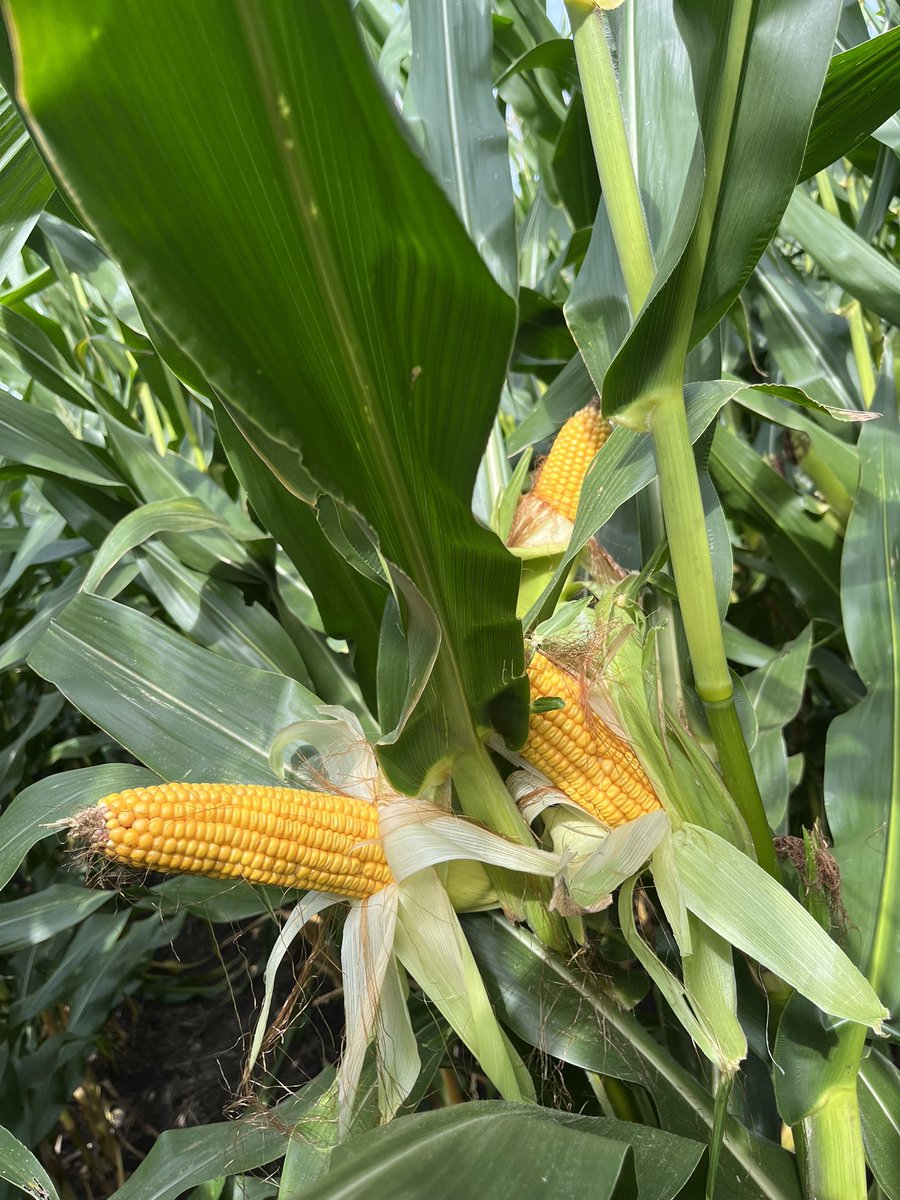 ilsoilnerd's tweet photo. Getting excited for harvest here in West Central Illinois!! 🌽🤩@InVISION_HiSOY #InVisionSeedCorn https://t.co/kMIfcnRK56