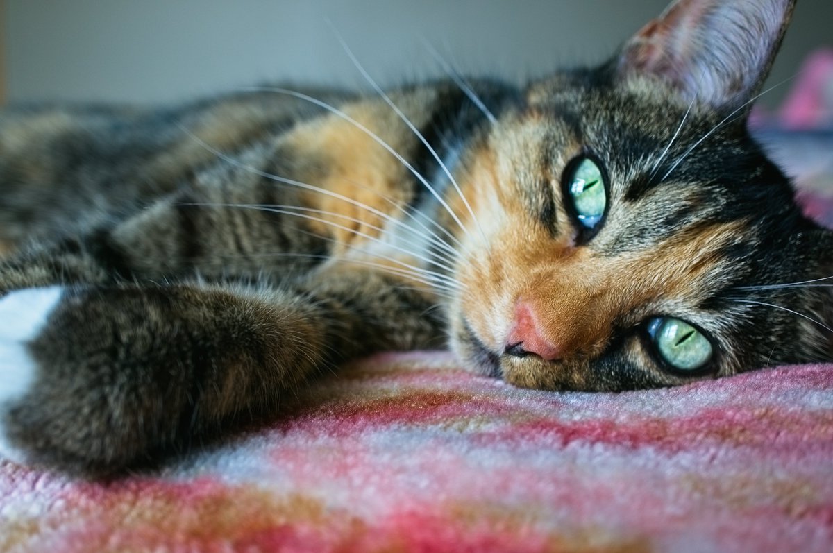 No stream tonight. My cat Autumn has been having some health issues. I didn't get much sleep as a result and may need to leave suddenly. She seemed to bounce back but is now experiencing a flare up of another issue she has been having on and off. Expect to be back tomorrow night.