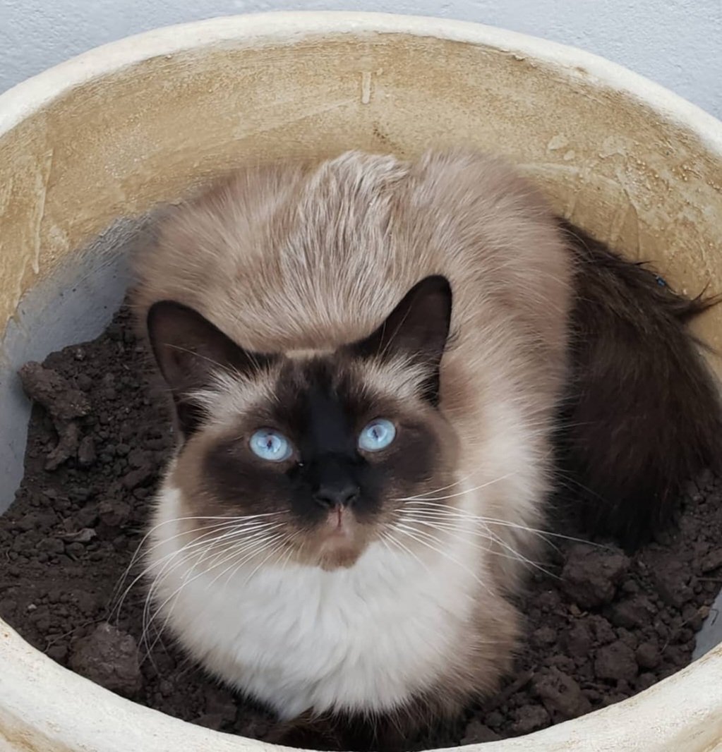 NatiDagostino_'s tweet photo. Monte Grande les pido con el corazón que difundan la cara de Felipe. Se perdió hoy a la tarde saltando el paredón de la casa de mi mamá. Si alguien lo ve les ruego que me hablen. Es buenisimo pero muy asustadizo. Por favor les pido una mano https://t.co/mwu78qFETm